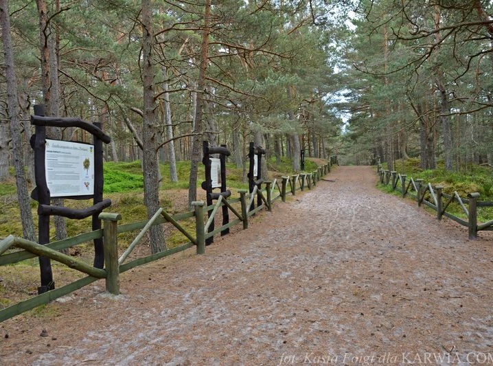 Ścieżka przyrodniczo-leśna w Białog&oacute;rze