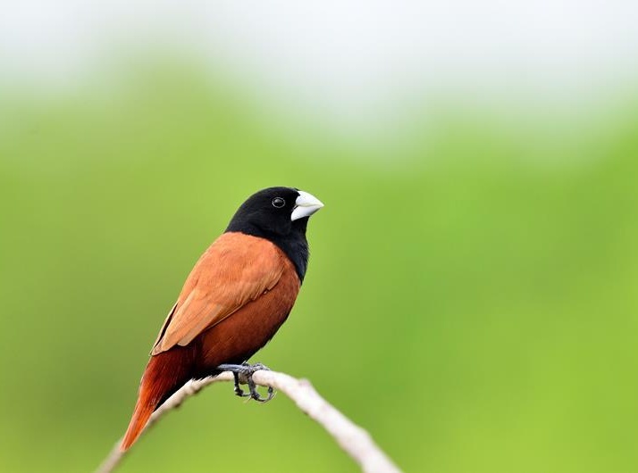 Ptaszarnia Władysławowo