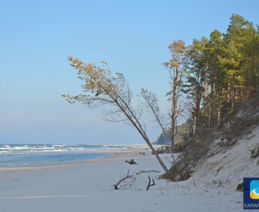 Przybrzeżny las w Karwi.